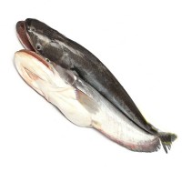 Boal Fish (নদীর বোয়াল মাছ) – Whole Fish (2–3 kg)