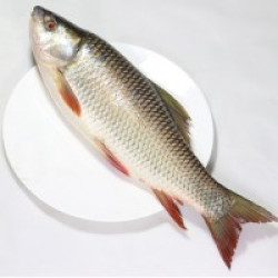 Rui Fish (রুই মাছ) – 1.5–2 kg