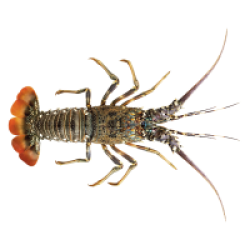 Sea Lobster Whole (সামুদ্রিক গলদা চিংড়ি) – 400–500 g