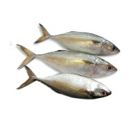 Ayala Mackerel Fish (কওয়া মাছ) – 4–6 Pieces/kg