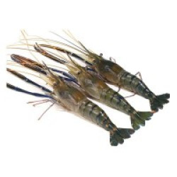 Golda Prawn (গলদা চিংড়ি) – 15–16 Pieces/kg