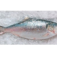 Barishal Hilsa Fish (নদীর টাটকা ইলিশ - বরিশাল) – (1.1–1.2 kg ±50 g)