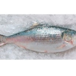 Barishal Hilsa Fish (নদীর টাটকা ইলিশ - বরিশাল) – (1.1–1.2 kg ±50 g)
