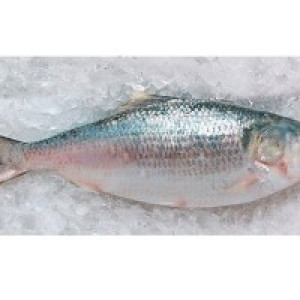 Barishal Hilsa Fish (নদীর টাটকা ইলিশ - বরিশাল) – (1.1–1.2 kg ±50 g)