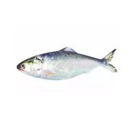 Barishal Hilsa Fish (নদীর টাটকা ইলিশ - বরিশাল) – (600–700 g ±50 g)