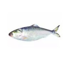 Barishal Hilsa Fish (নদীর টাটকা ইলিশ - বরিশাল) – (600–700 g ±50 g)