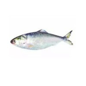 Barishal Hilsa Fish (নদীর টাটকা ইলিশ - বরিশাল) – (600–700 g ±50 g)