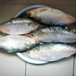 Char Padma River Hilsa (চর পদ্মা নদীর ইলিশ) – (Net Weight 800 g ±50 g)