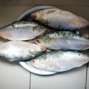 Char Padma River Hilsa (চর পদ্মা নদীর ইলিশ) – (Net Weight 800 g ±50 g)