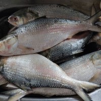 Fresh Padma River Hilsa (পদ্মা নদীর টাটকা কাচা ইলিশ) – Net Weight 1.2 kg ±50 g