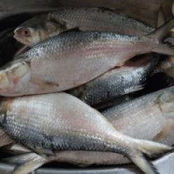 Fresh Padma River Hilsa (পদ্মা নদীর টাটকা কাচা ইলিশ) – Net Weight 1.2 kg ±50 g