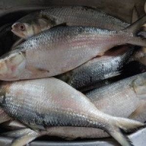 River Hilsa Fish