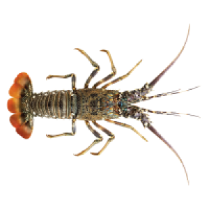 sea lobster whole (400gm 500gm size) (সামুদ্রিক গলদা চিংড়ি ) 1800tk 300x300